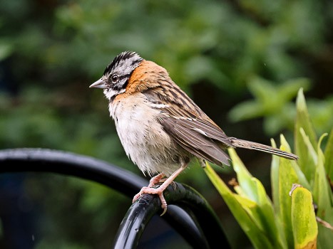 Rufous-collared Sparrow - ML622115878