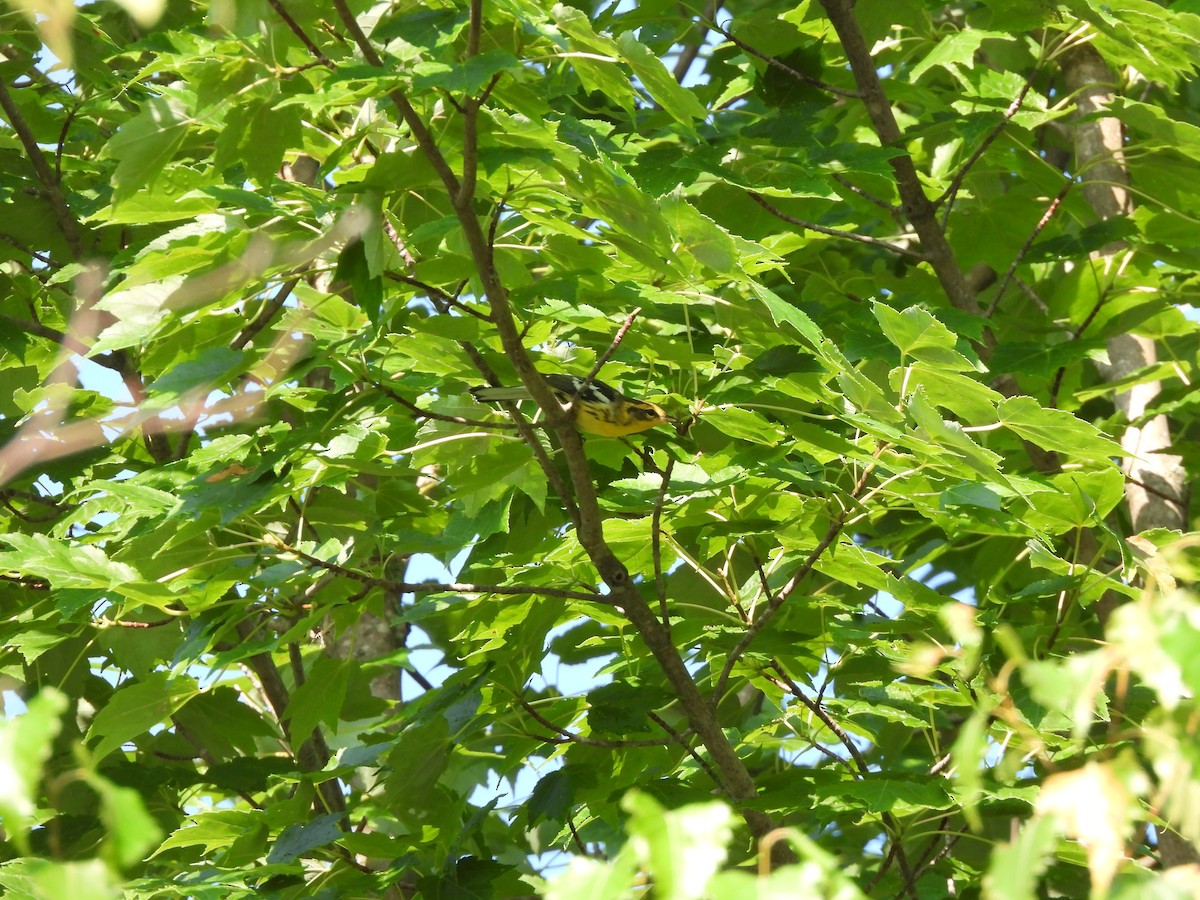 Blackburnian Warbler - ML622115879