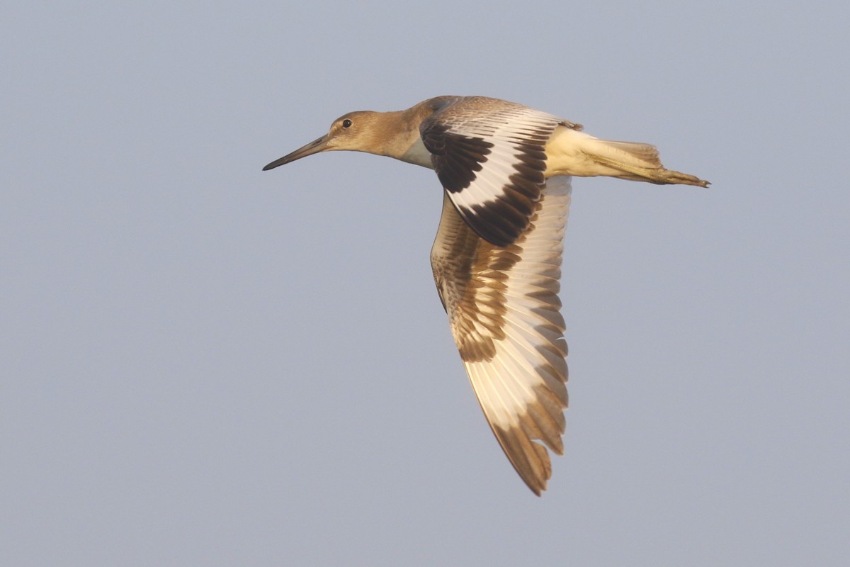 Willet (Western) - ML622115880