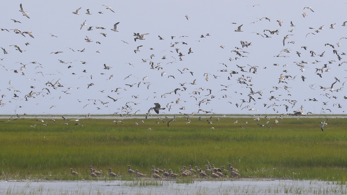 Laughing Gull - ML622115883