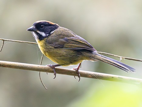Moustached Brushfinch - ML622115884