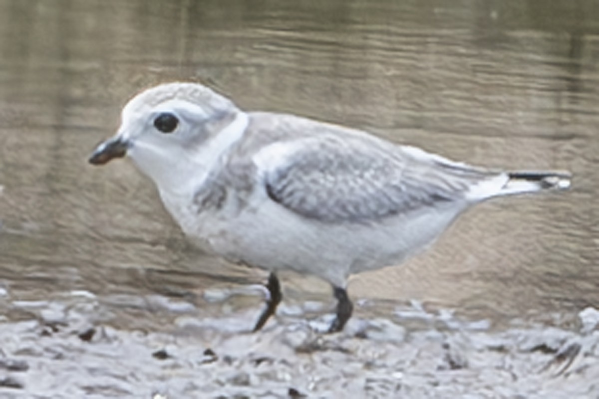 Piping Plover - ML622115885