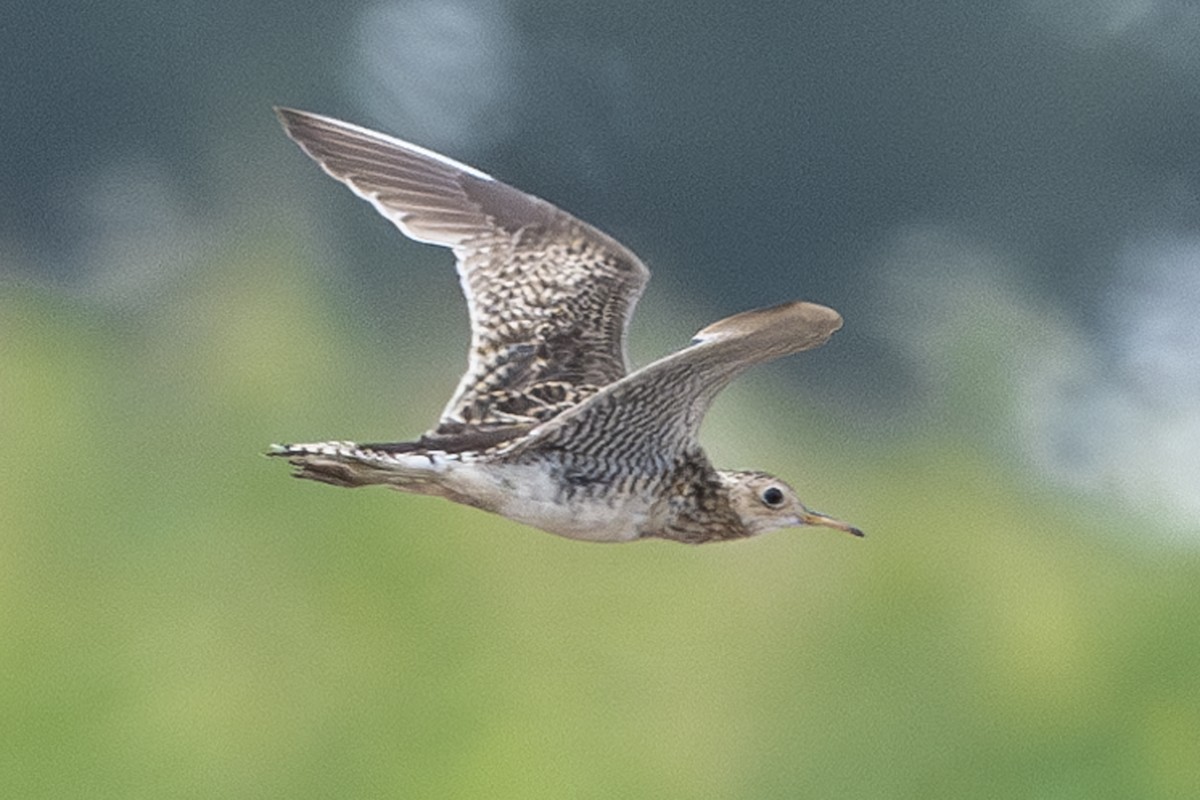 Upland Sandpiper - ML622115888