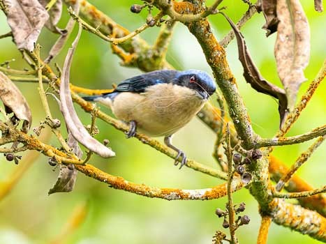 Fawn-breasted Tanager - ML622115889