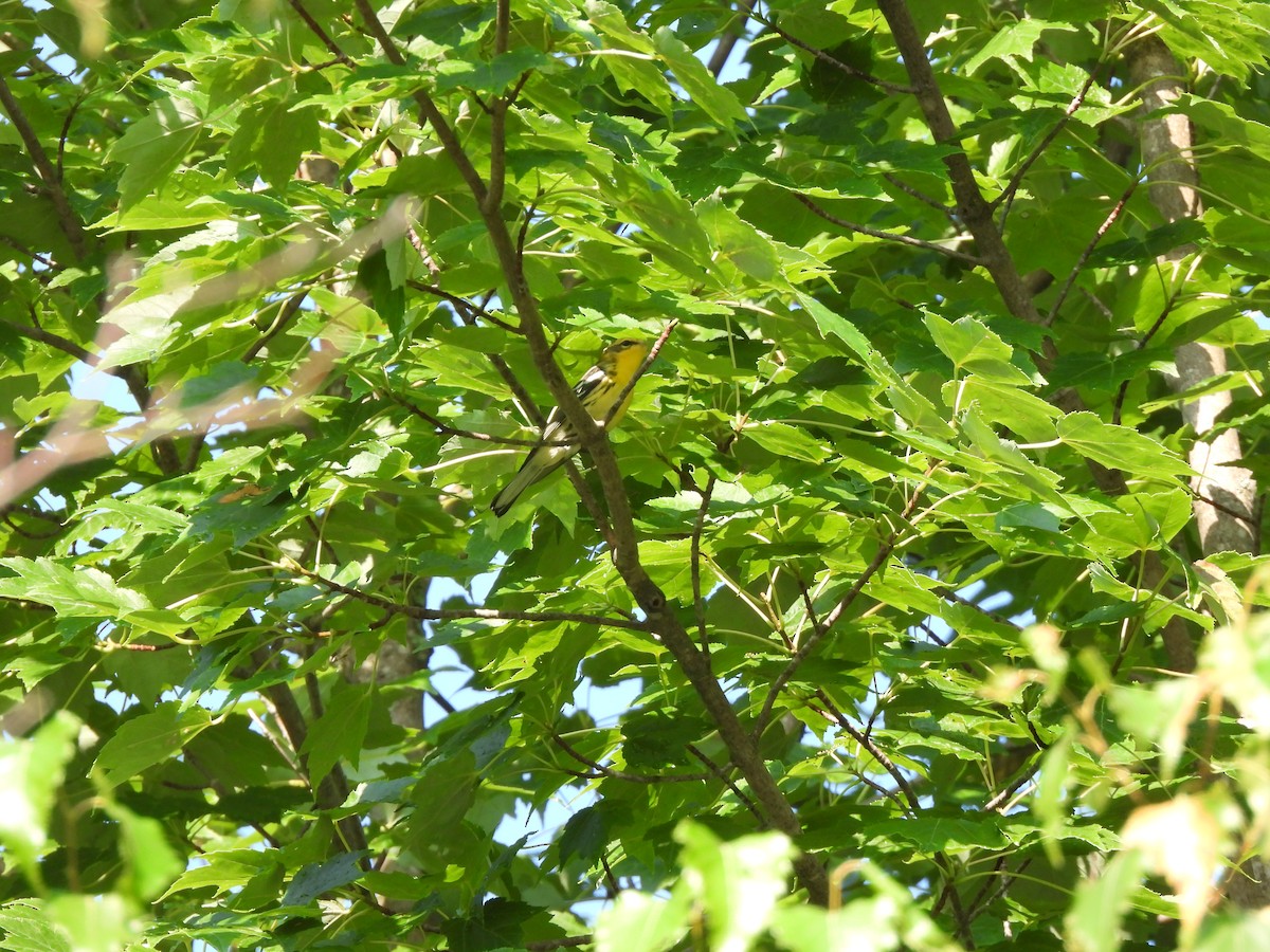 Blackburnian Warbler - ML622115890