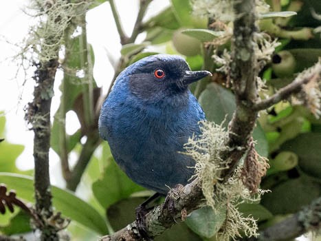 Masked Flowerpiercer - ML622115891