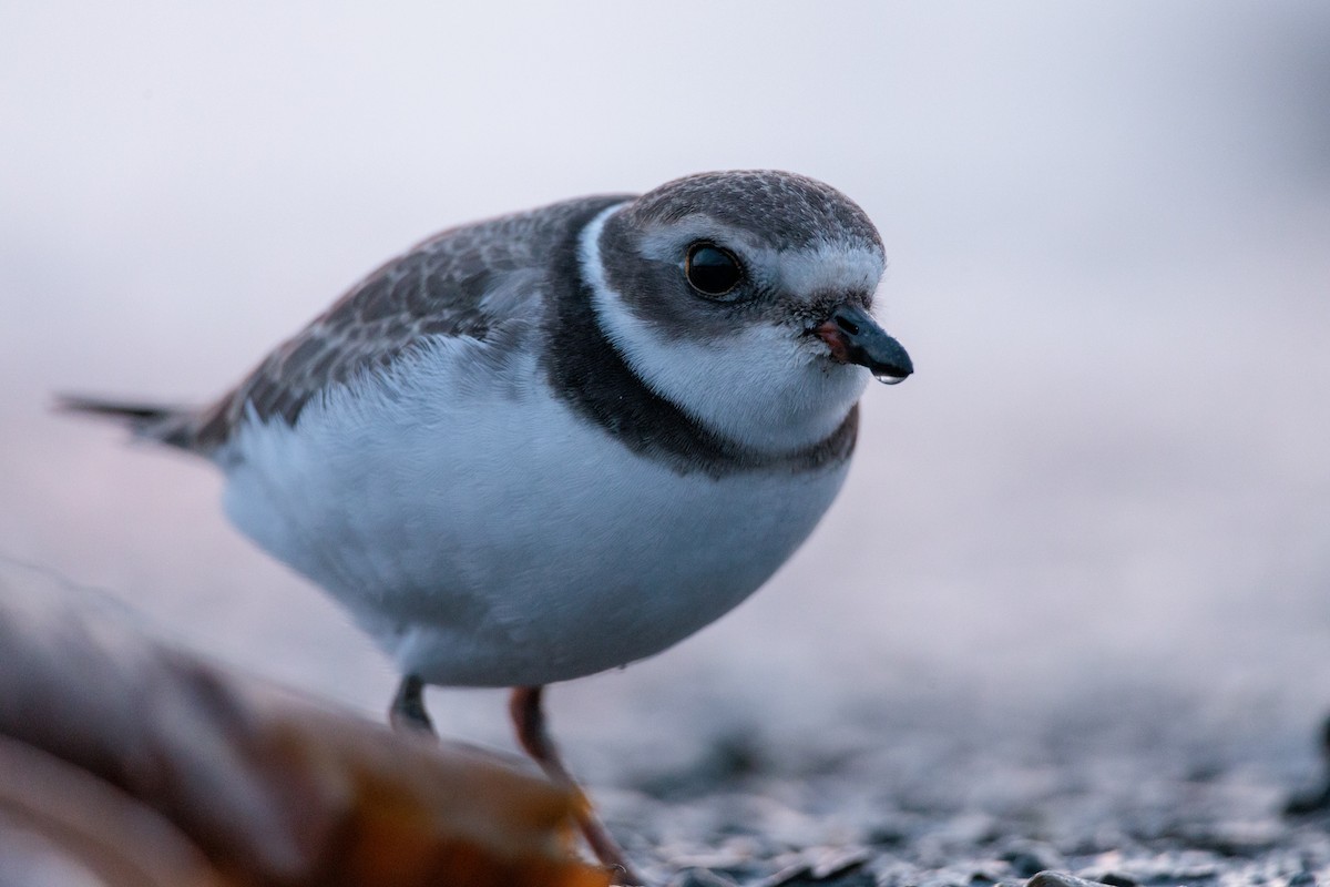Semipalmated Plover - ML622115893