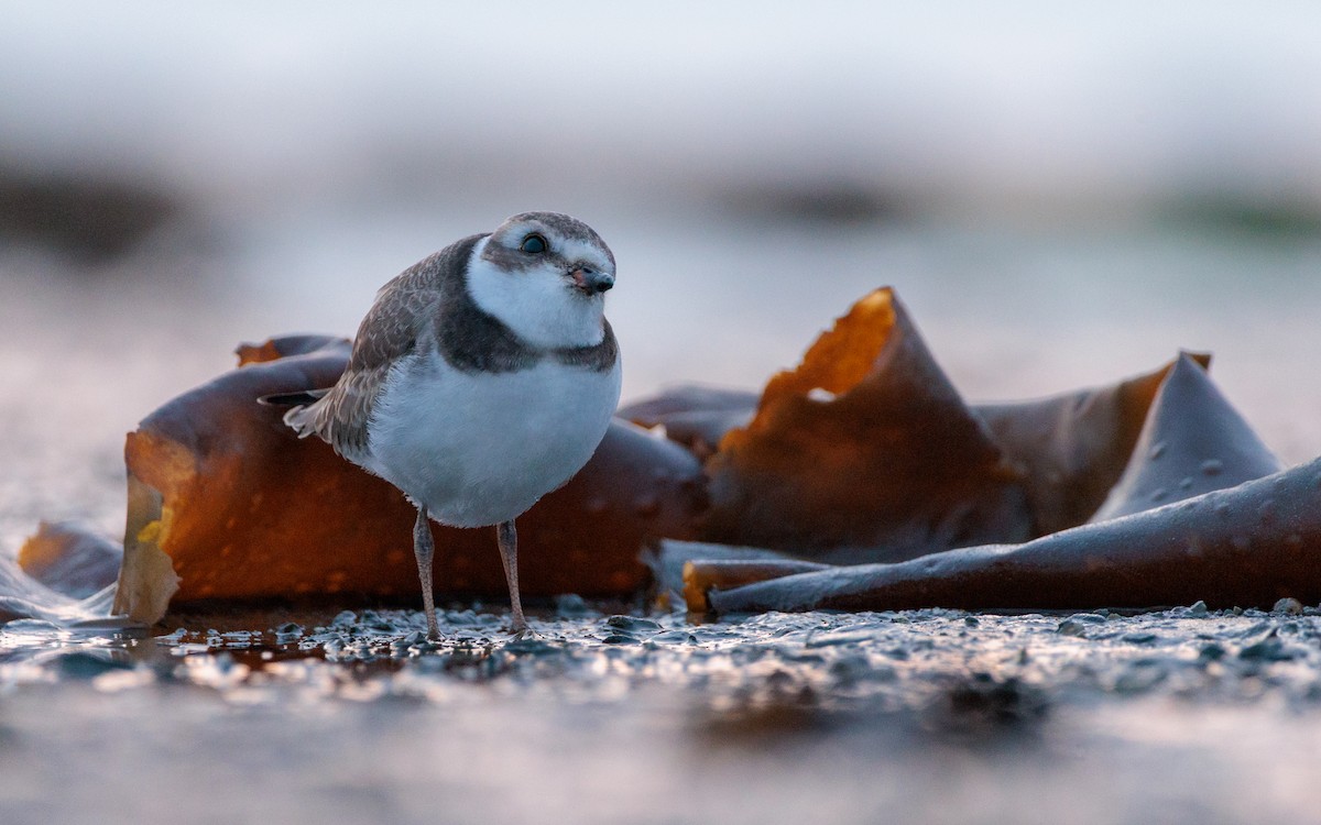 Semipalmated Plover - ML622115894