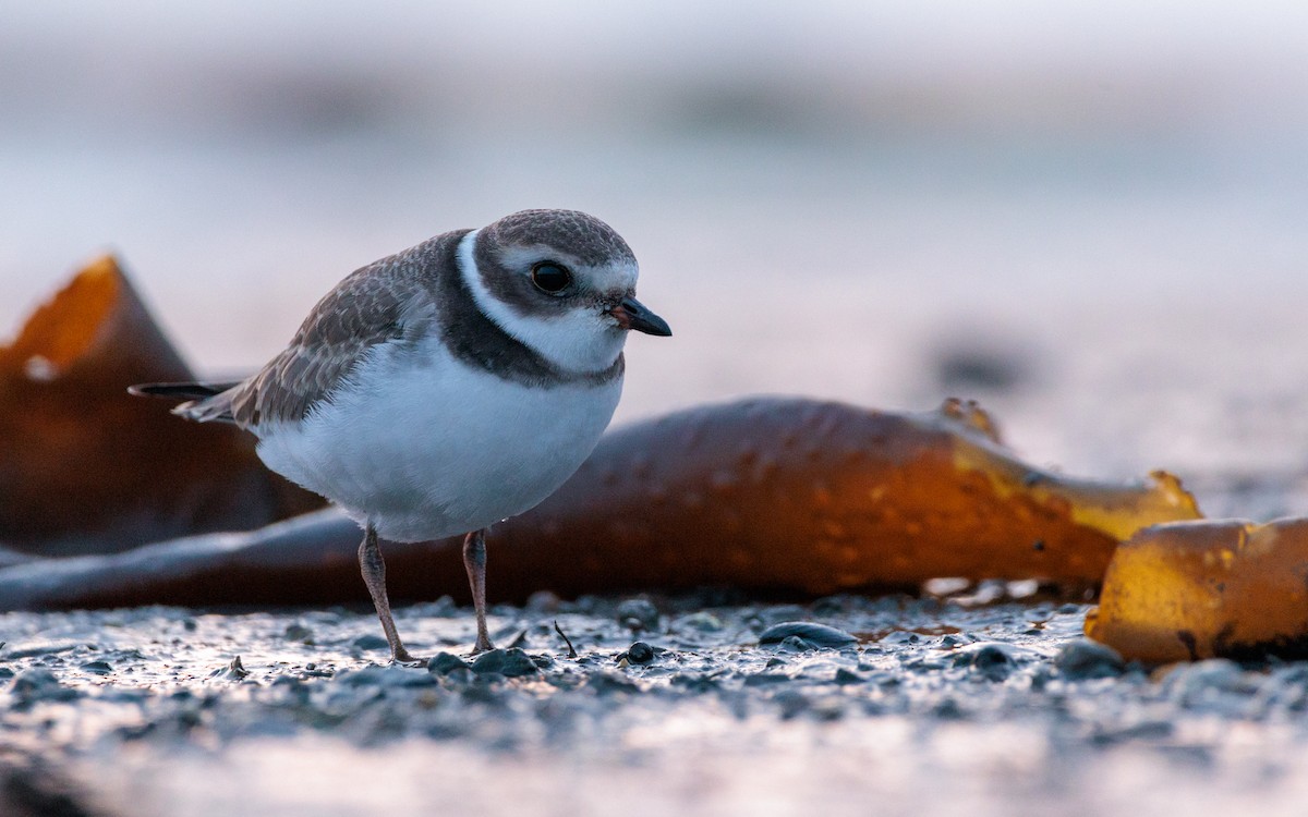 Semipalmated Plover - ML622115895