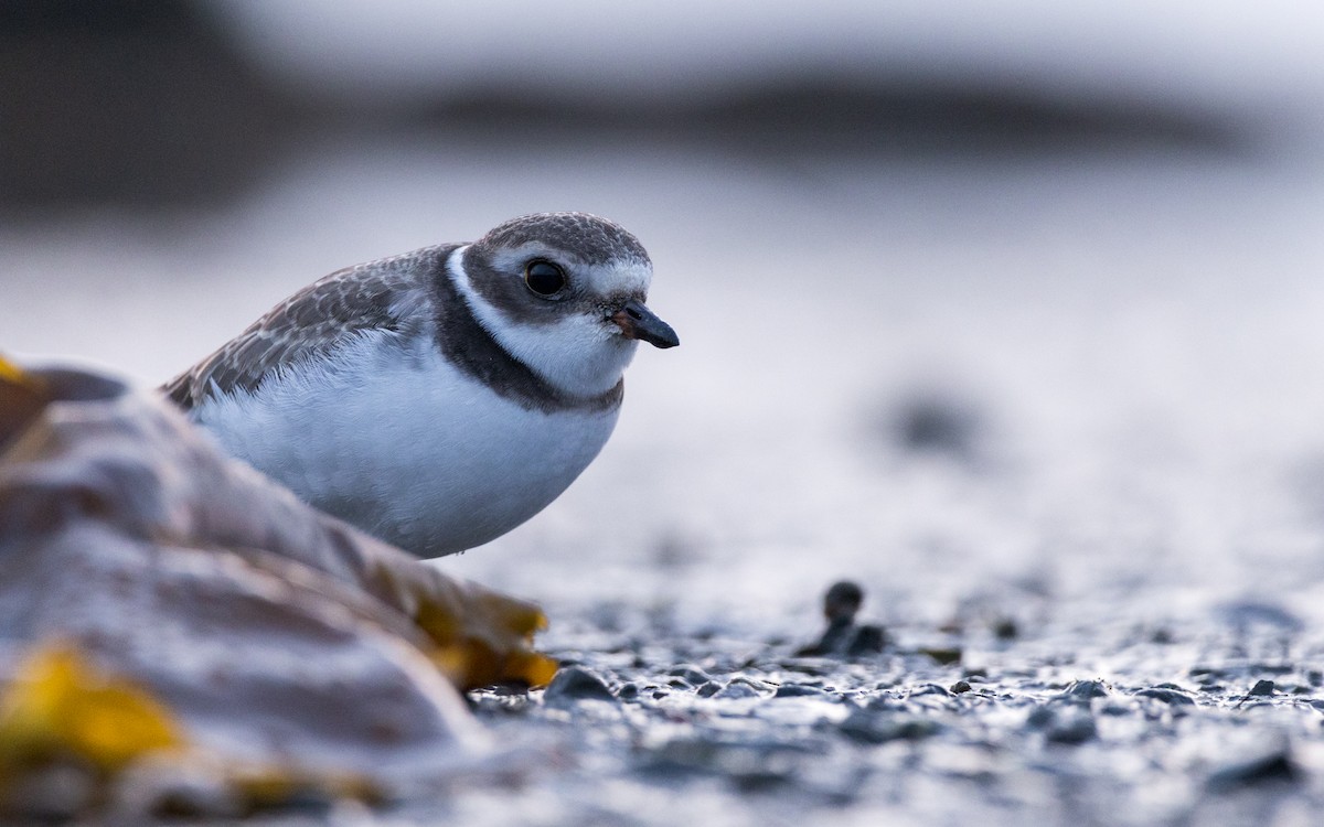 Semipalmated Plover - ML622115896
