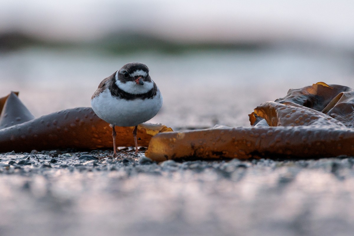 Semipalmated Plover - ML622115897