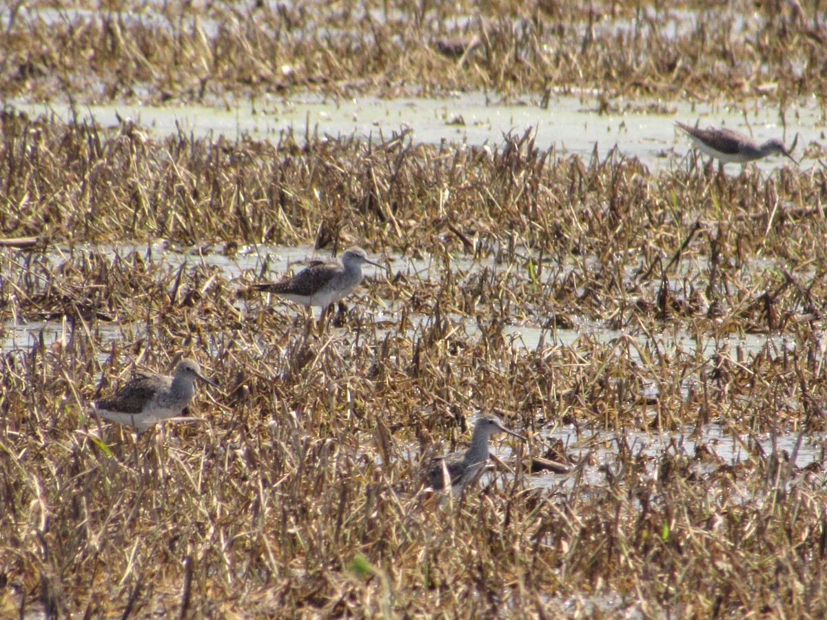 Lesser Yellowlegs - ML622115898