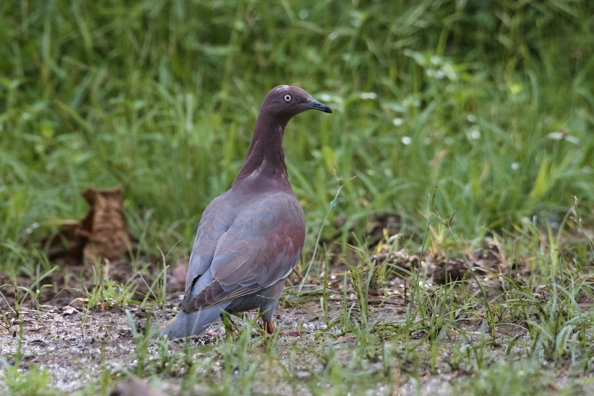 Plain Pigeon - ML622115902