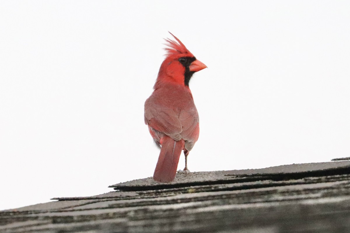 Cardinal rouge - ML622115907