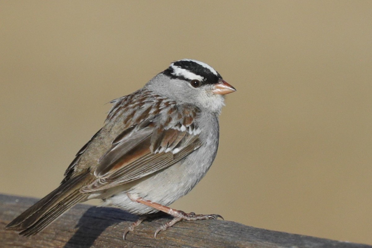 Bruant à couronne blanche - ML622115908