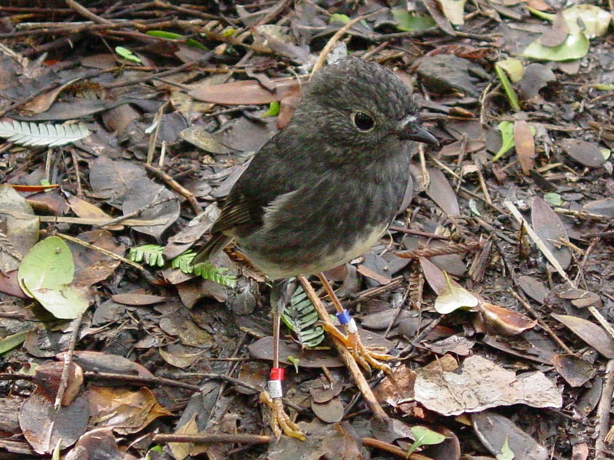 North Island Robin - ML622115912