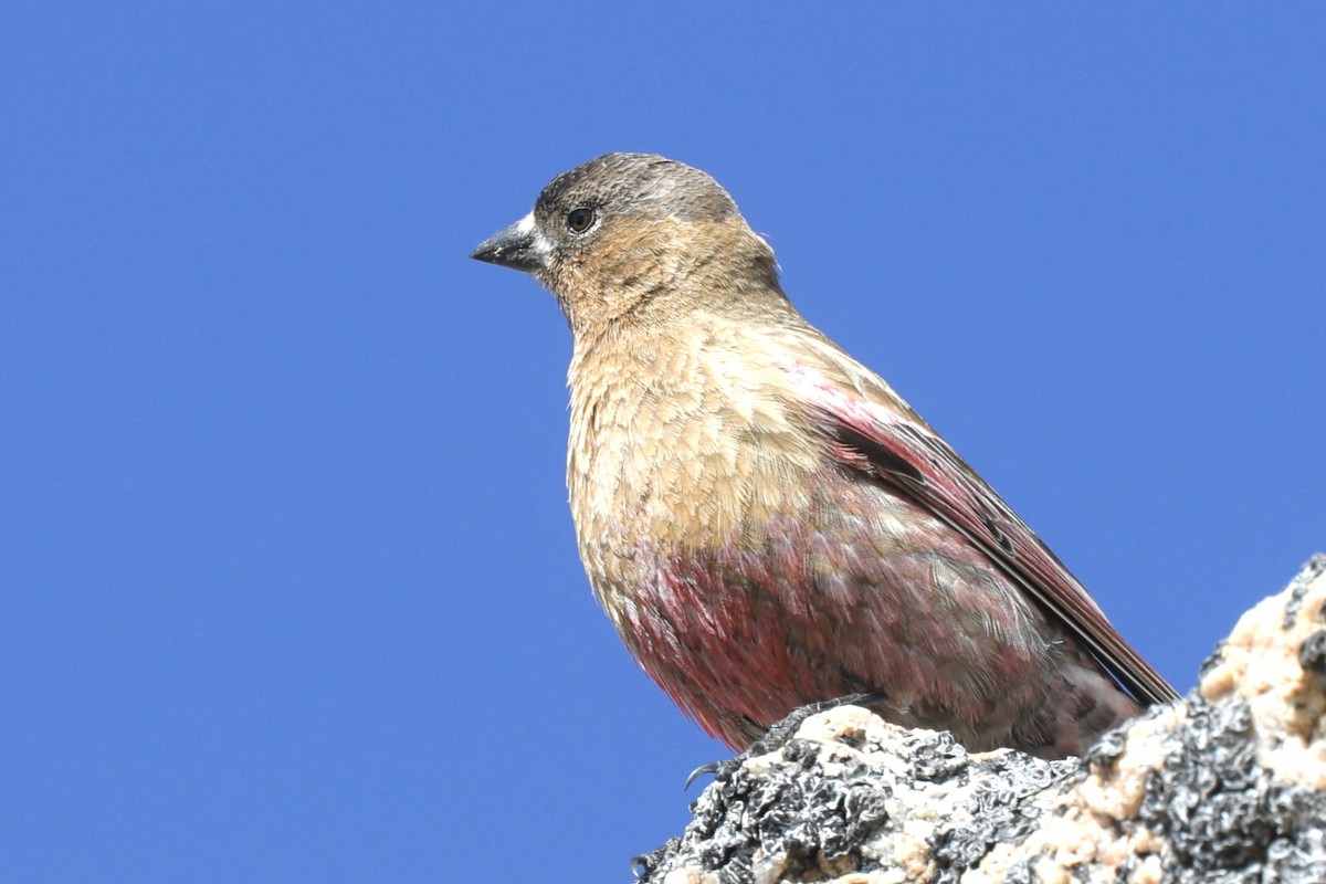 Roselin à tête brune - ML622115915