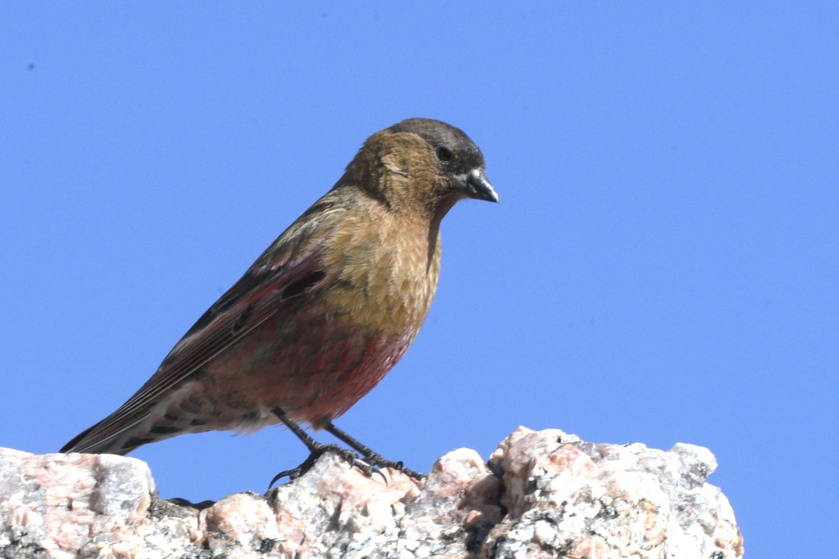 Roselin à tête brune - ML622115916