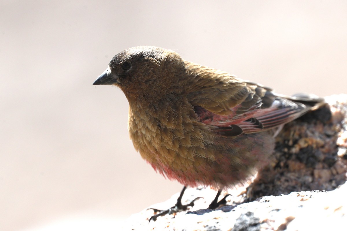 Roselin à tête brune - ML622115919