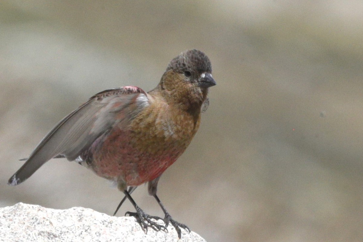 Roselin à tête brune - ML622115922