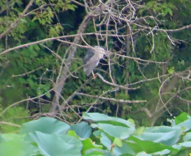 Black-crowned Night Heron - ML622116015