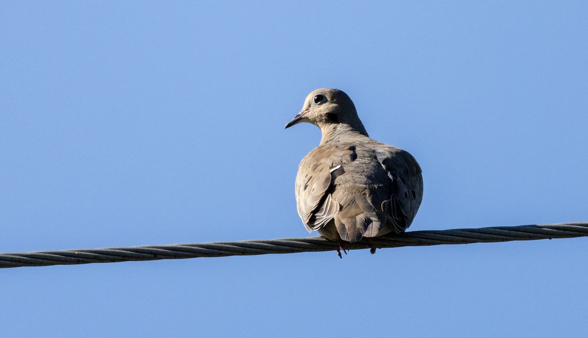 Mourning Dove - ML622116048