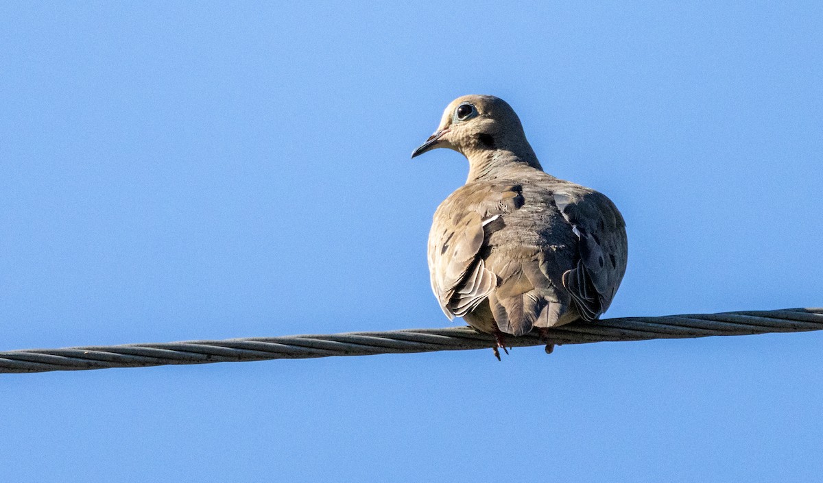 Mourning Dove - ML622116049