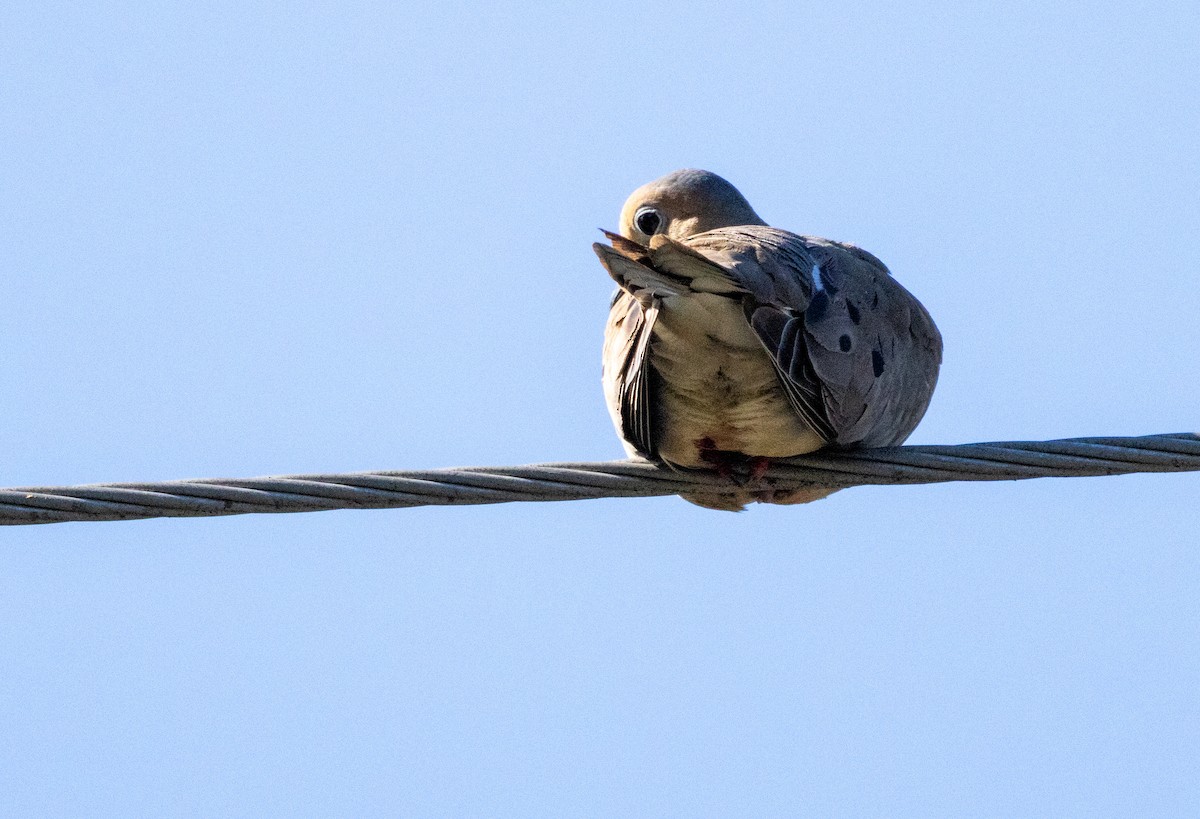 Mourning Dove - ML622116050