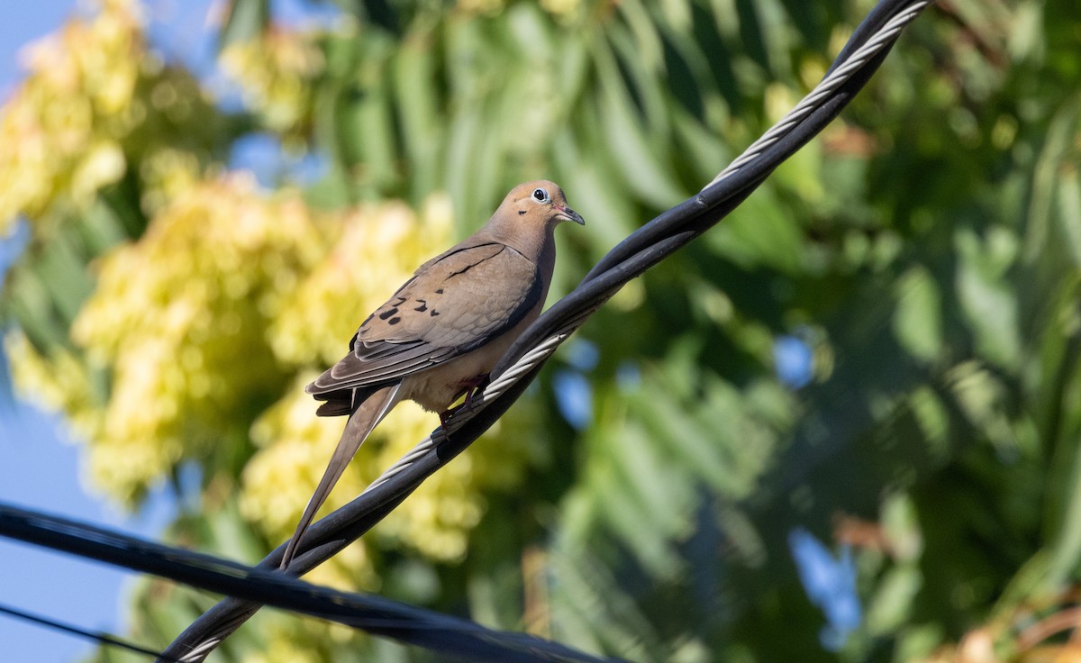 Mourning Dove - ML622116051