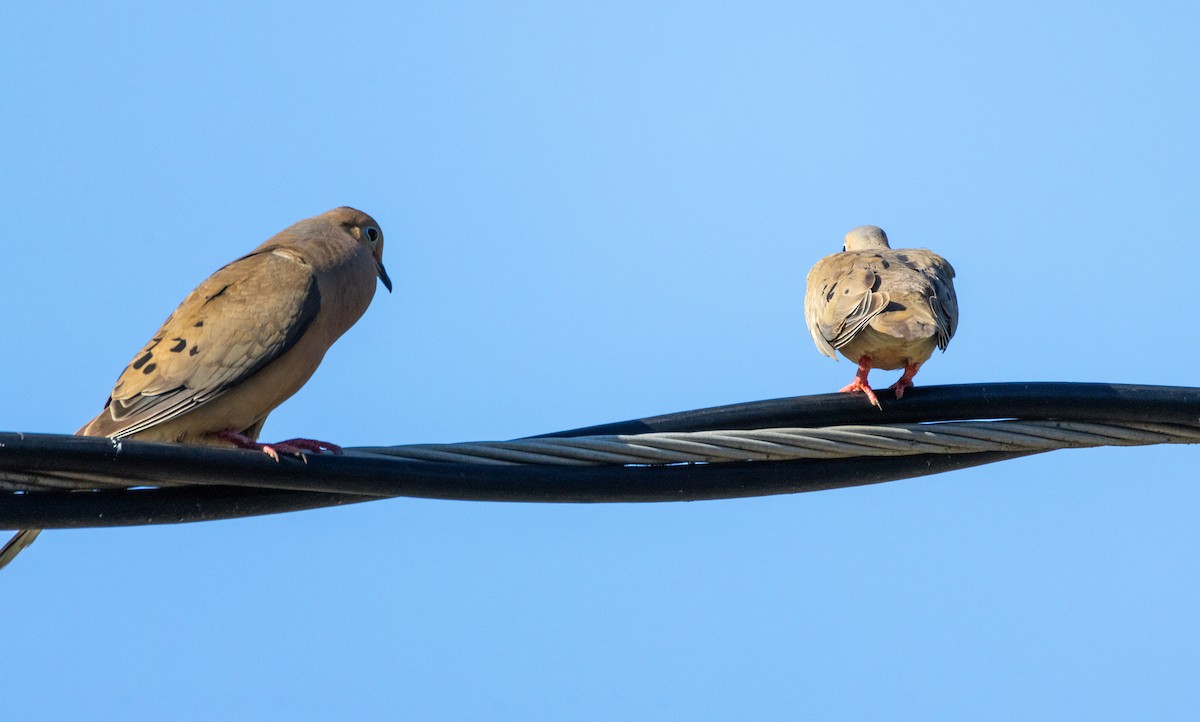 Mourning Dove - ML622116052