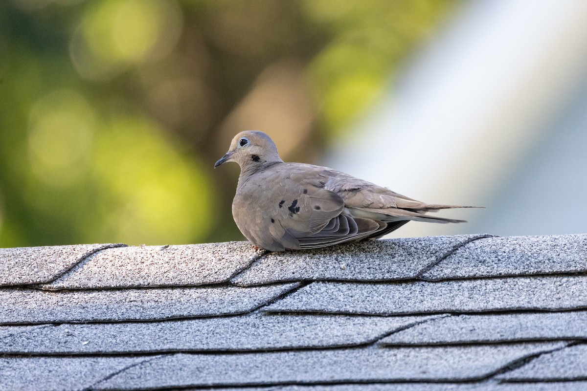 Mourning Dove - ML622116053