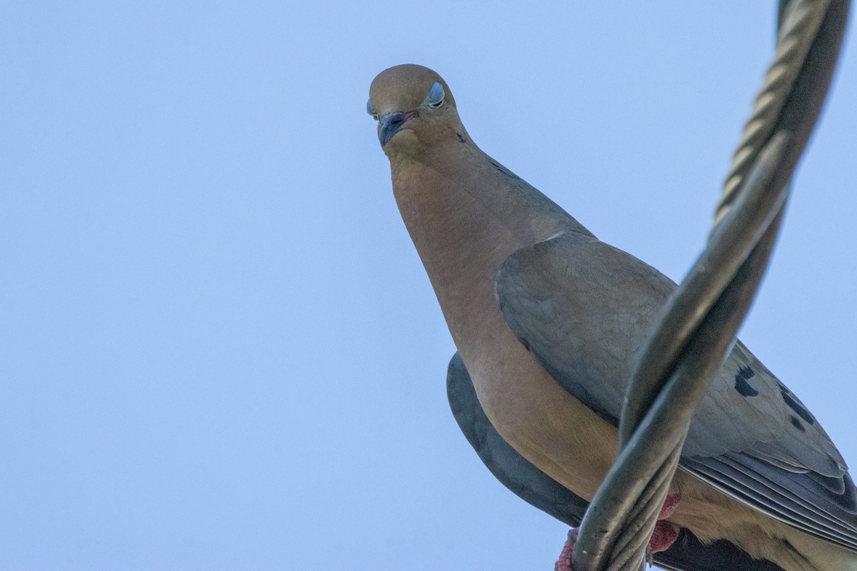 Mourning Dove - ML622116054