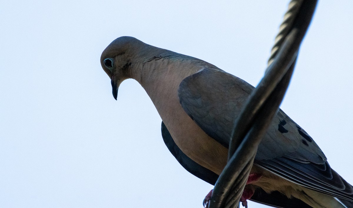 Mourning Dove - ML622116055