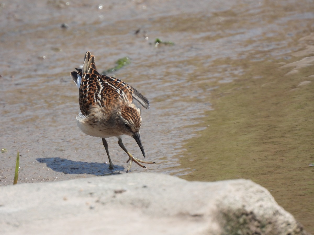 Least Sandpiper - Rhonda Langelaan