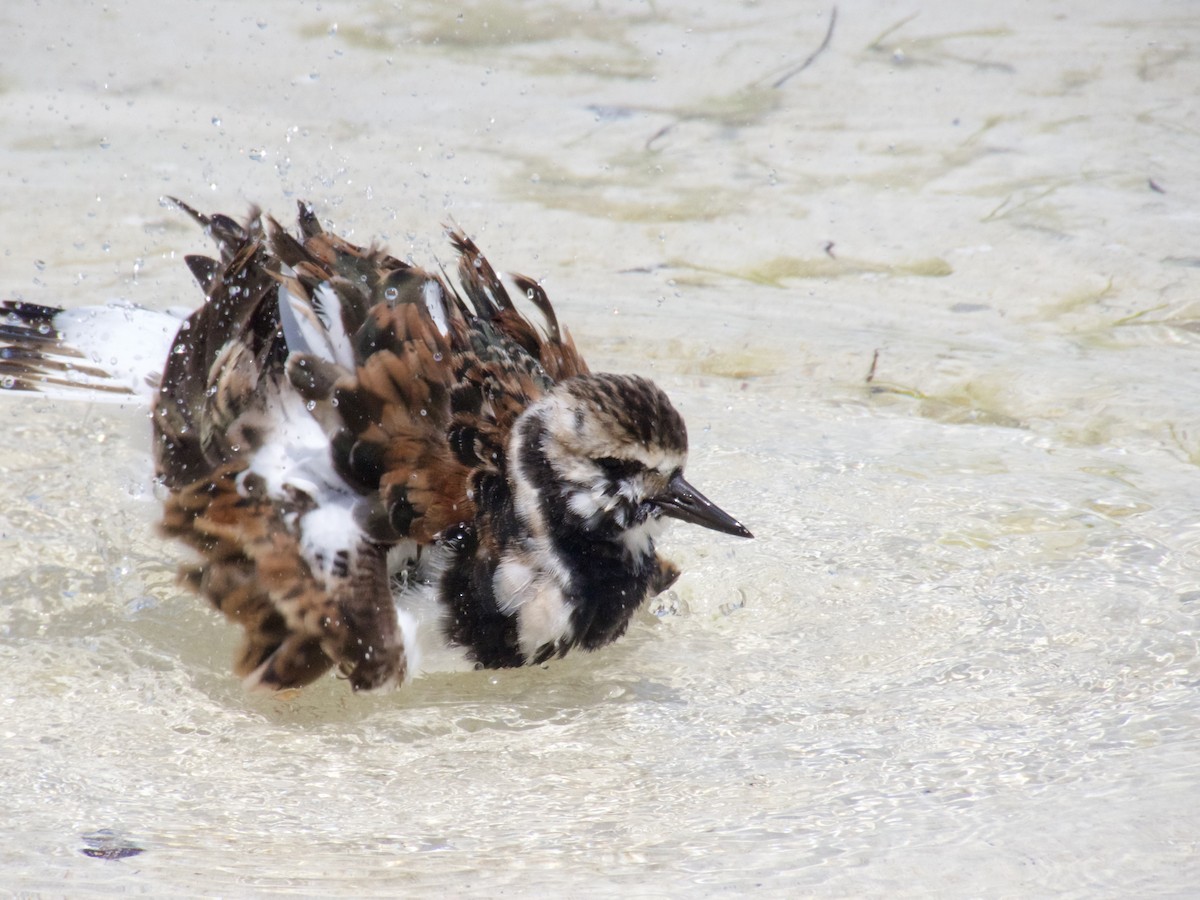 Ruddy Turnstone - ML622116082