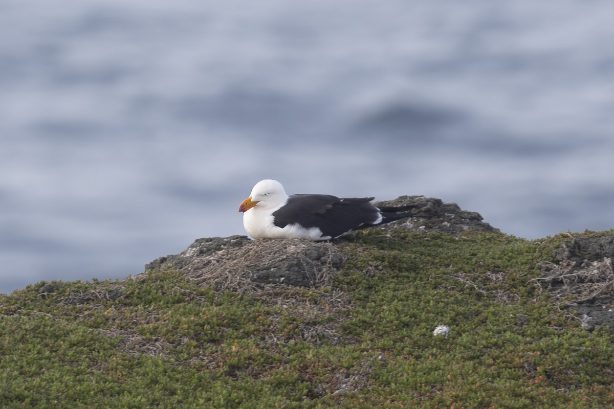 Pacific Gull - Mike Hooper