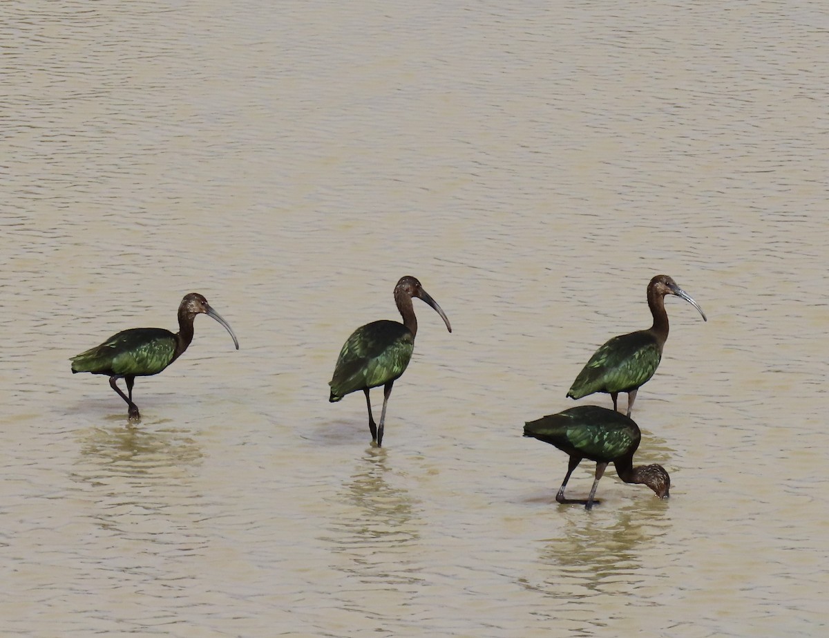 White-faced Ibis - Robert Solomon