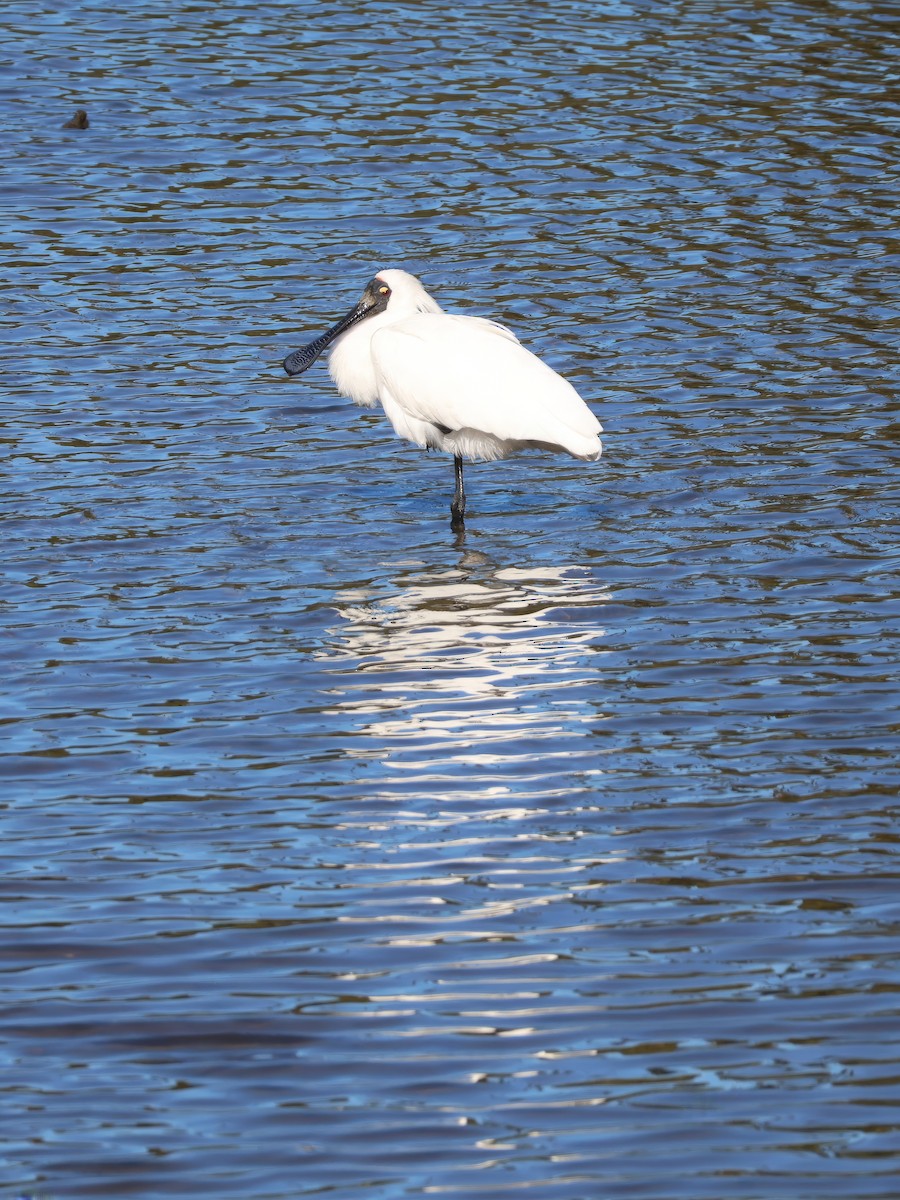 Royal Spoonbill - ML622116087