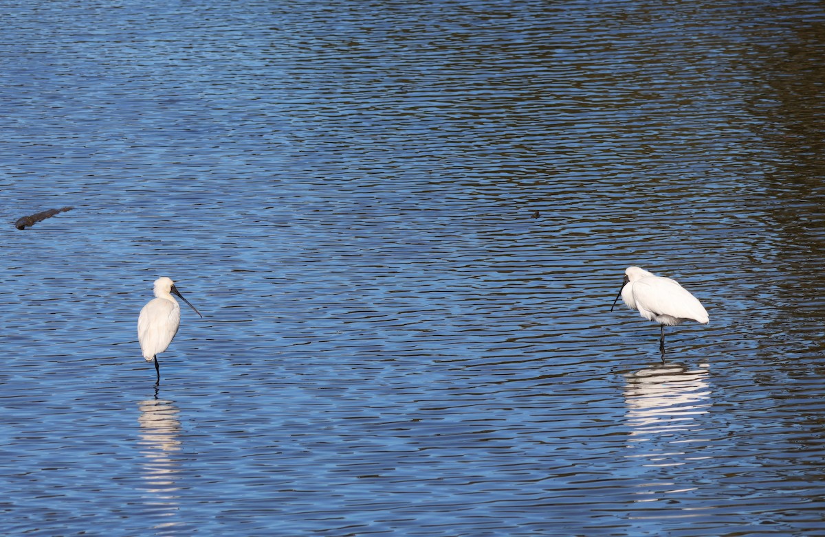 Royal Spoonbill - ML622116088