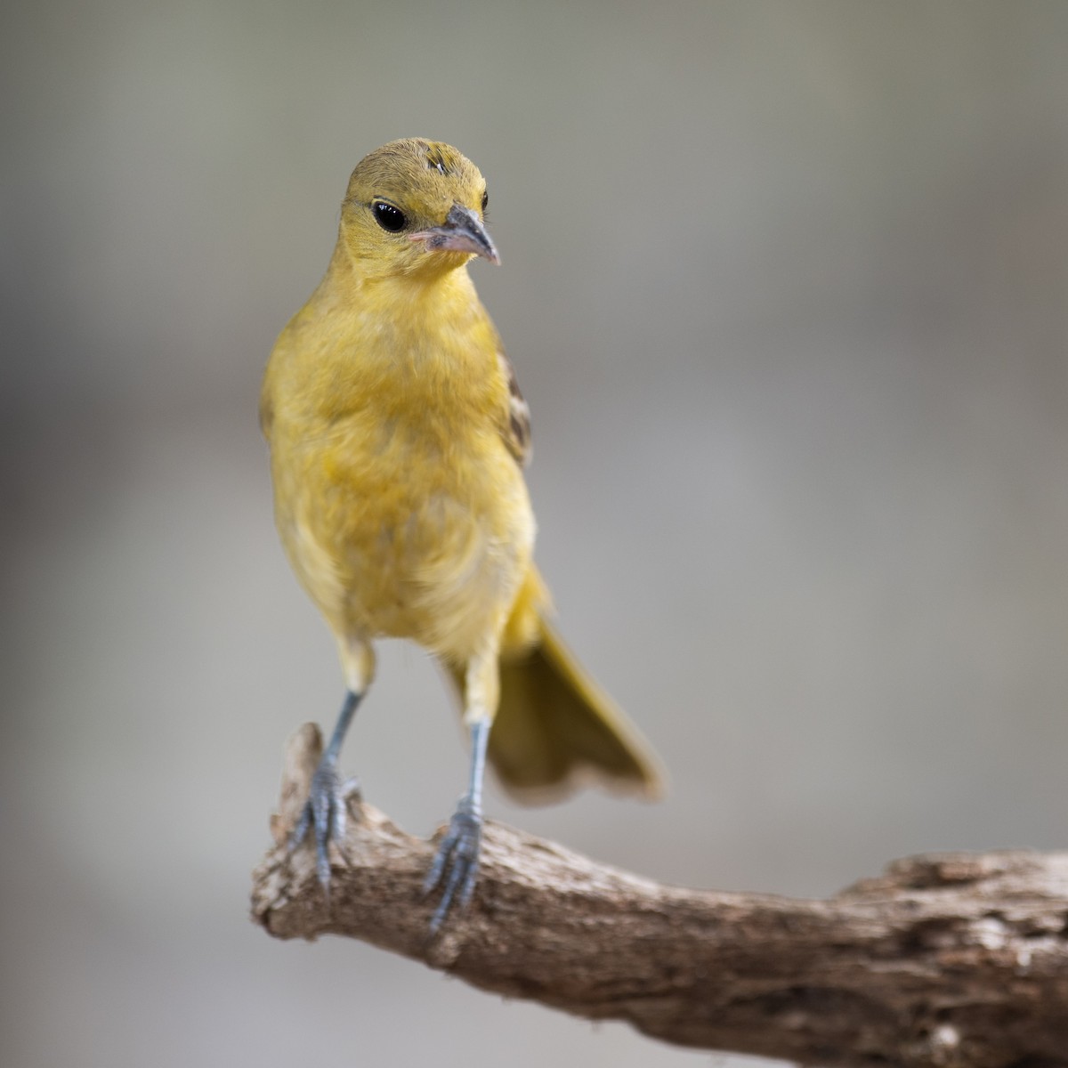 Hooded Oriole - Steve Pearl