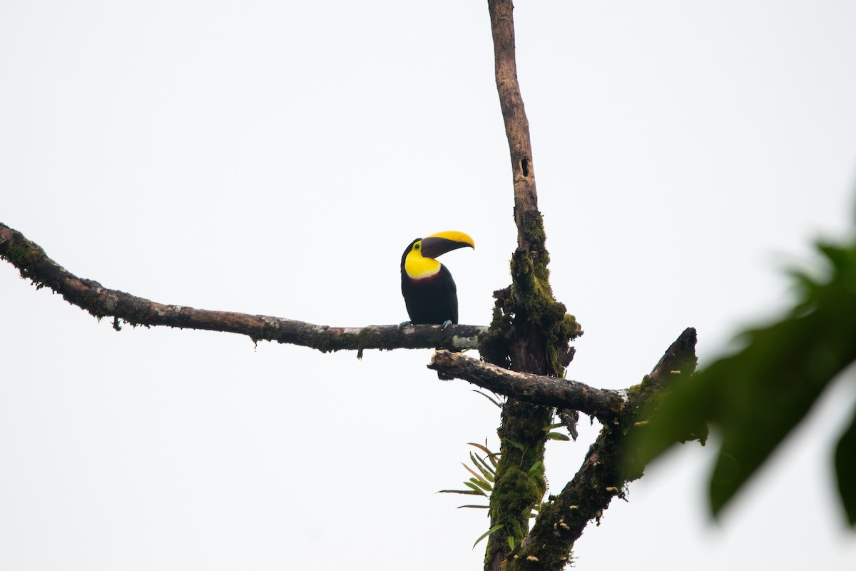 Yellow-throated Toucan - Matt Fischer