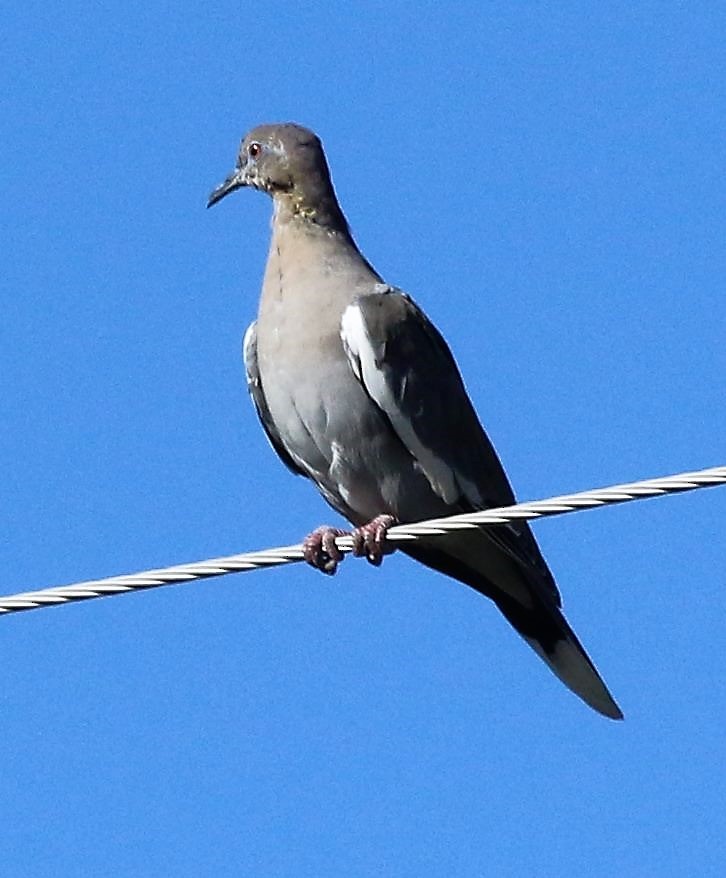 White-winged Dove - Ann Vaughan