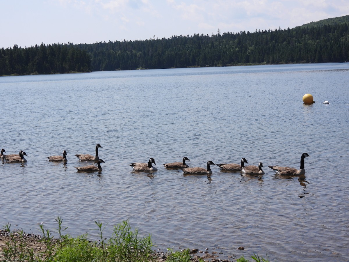 Canada Goose - Rhonda Langelaan