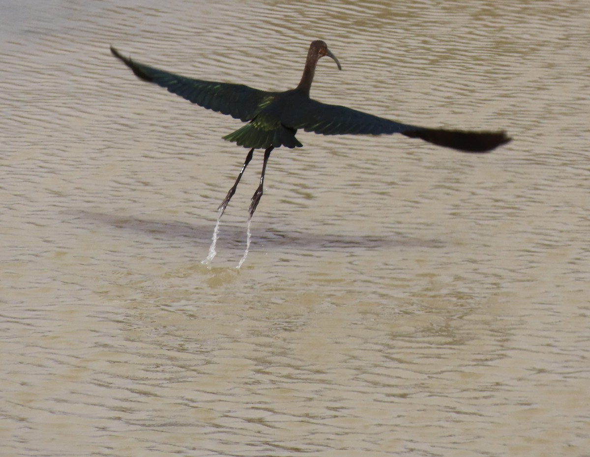 White-faced Ibis - ML622116139