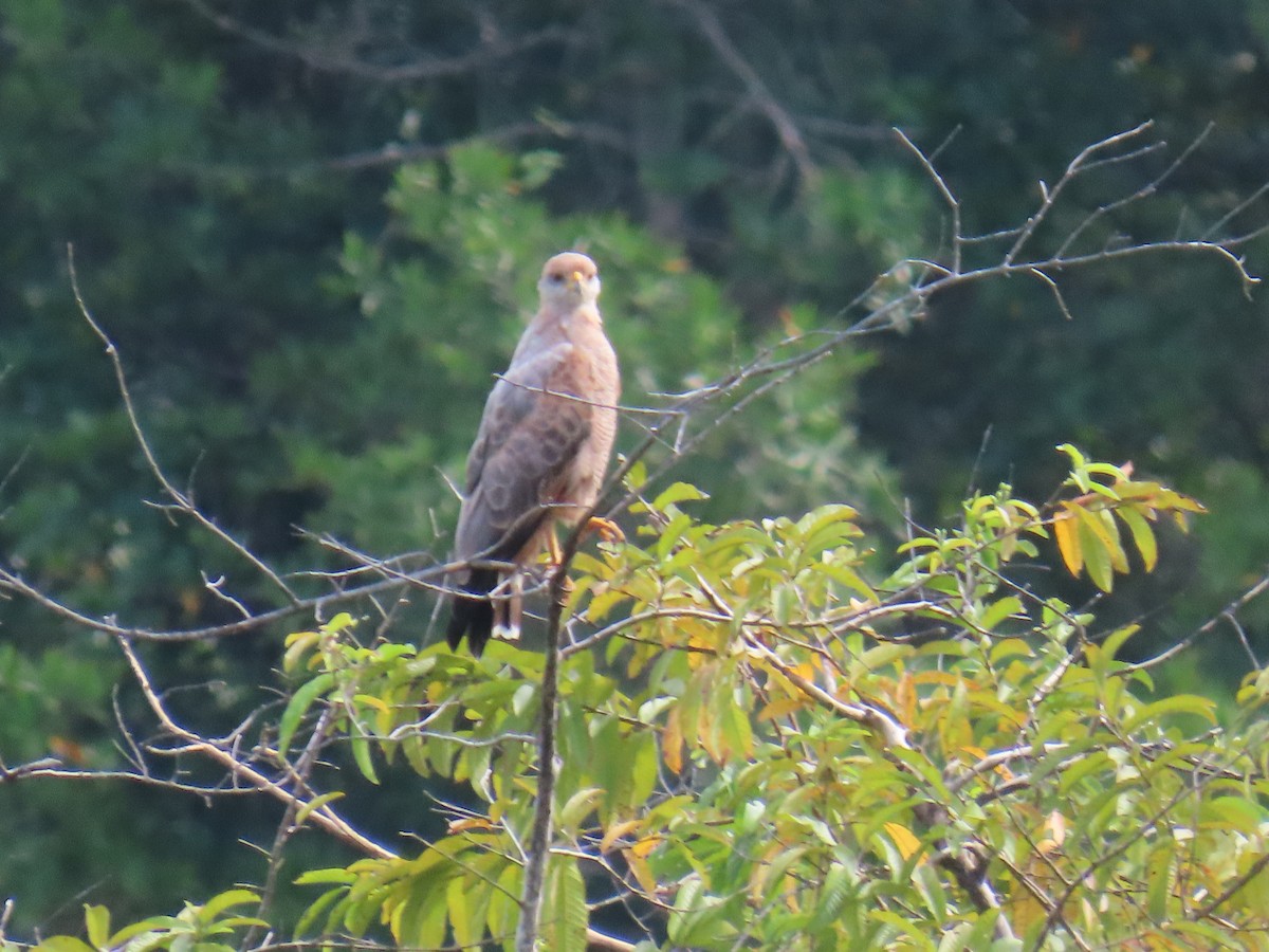 Savanna Hawk - katiuska Sicilia