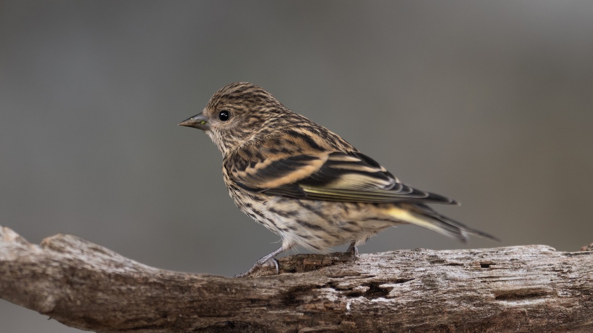 Pine Siskin - ML622116142