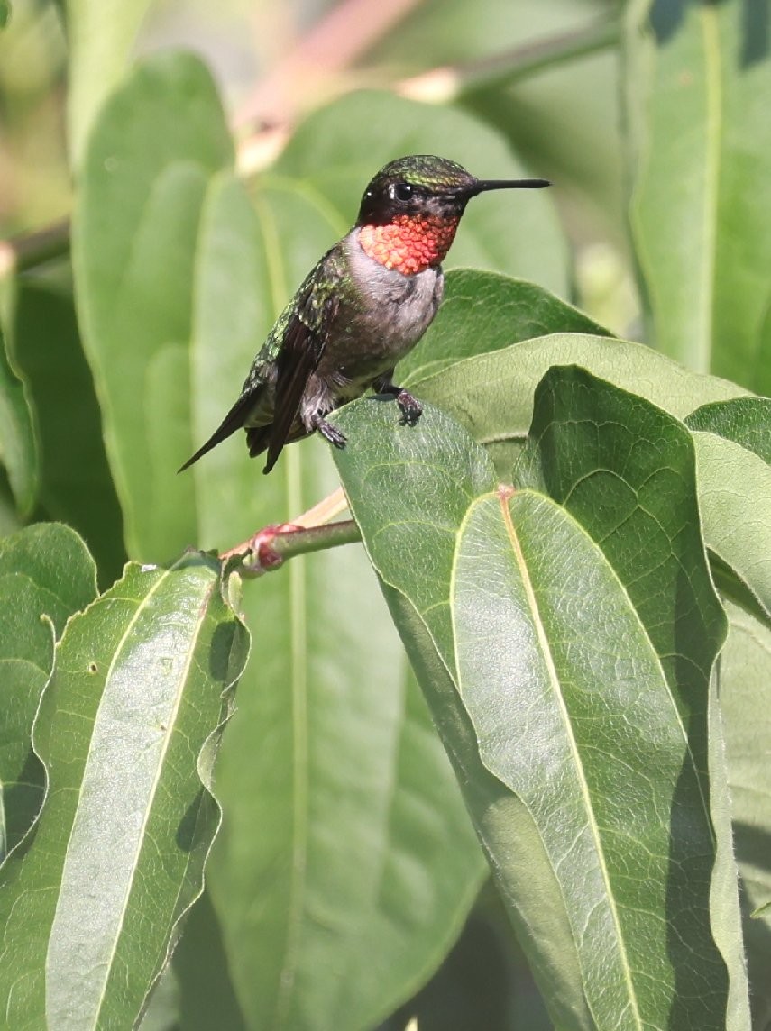Ruby-throated Hummingbird - ML622116143