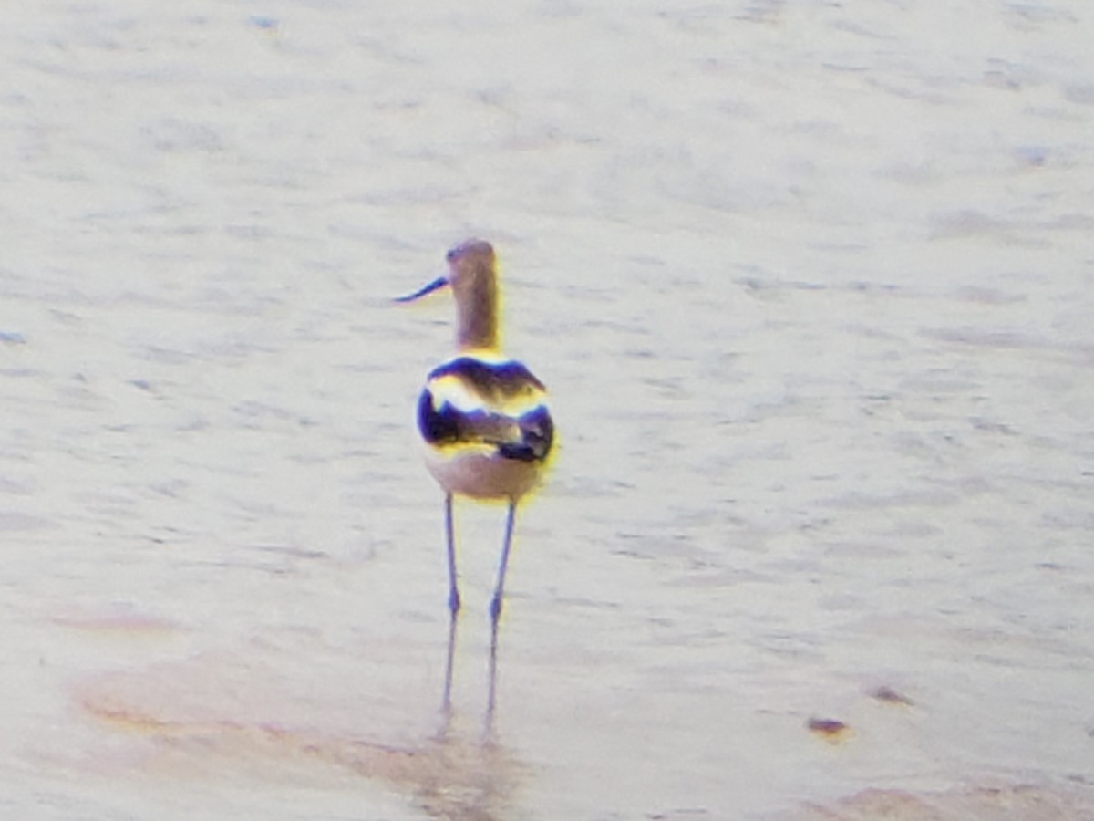 American Avocet - ML622116144