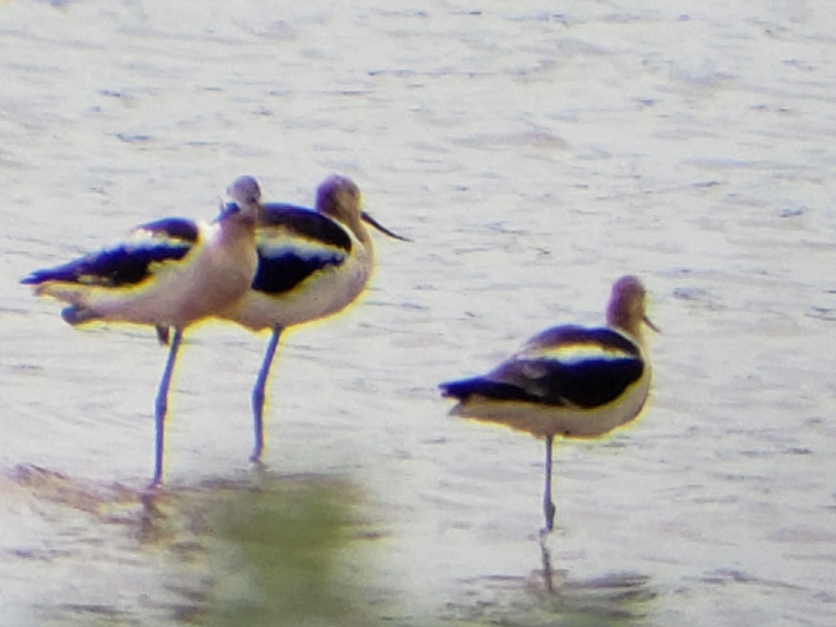 American Avocet - ML622116145