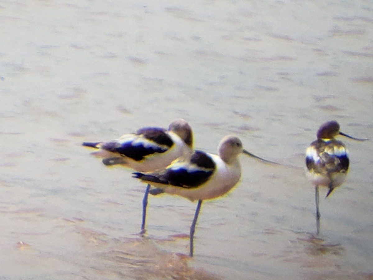 American Avocet - ML622116146